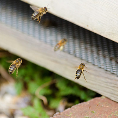 Kairos Community Trust bees