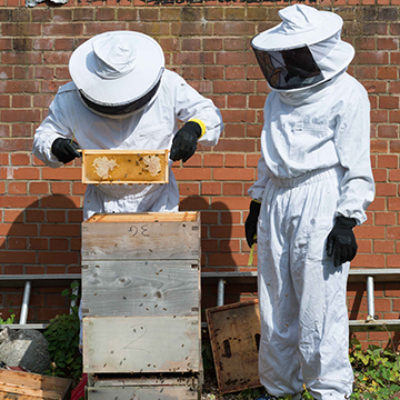 Kairos beekeepers