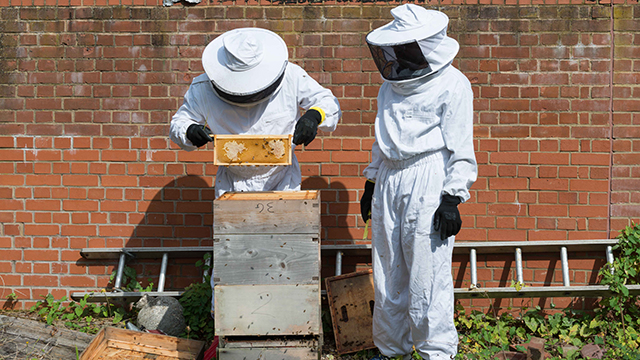 Kairos beekeepers