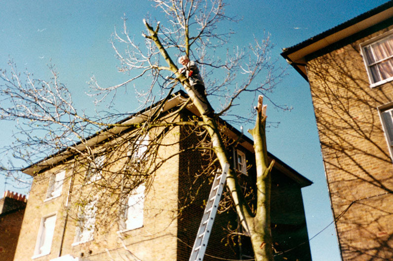 w-2-Linden Grove-Fr-John-in-tree