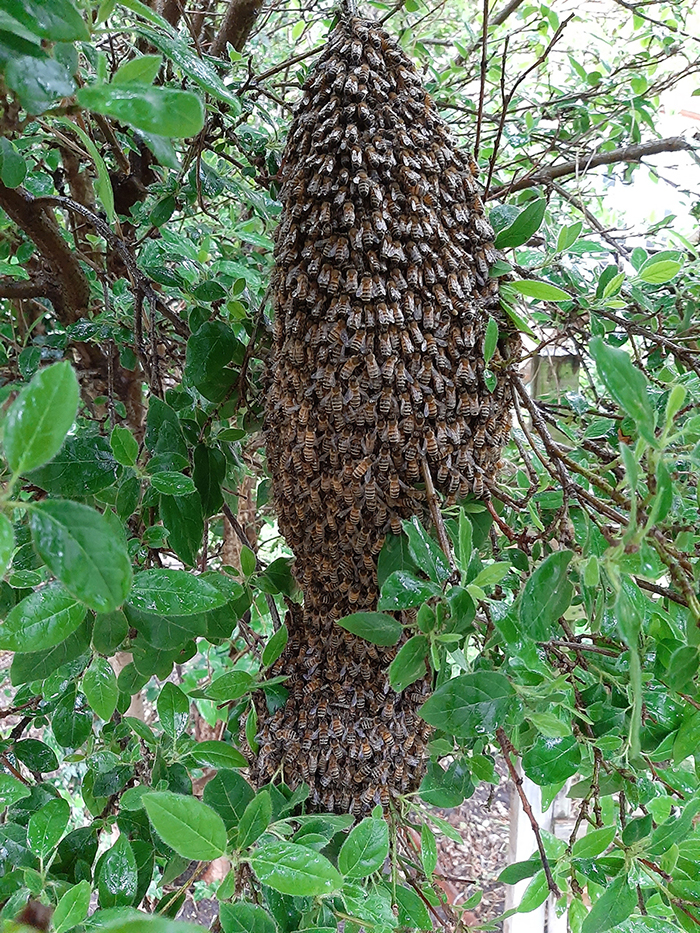 Kairos bees swarming