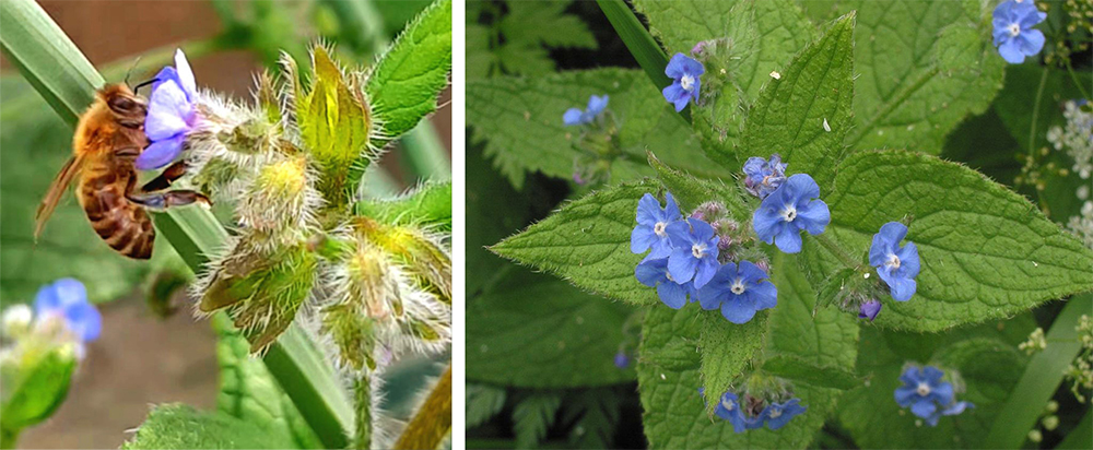 Green alkanet plant: great food for bees