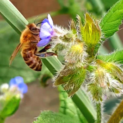 Bee in alkanet