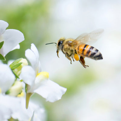wfi Kairos spring bees