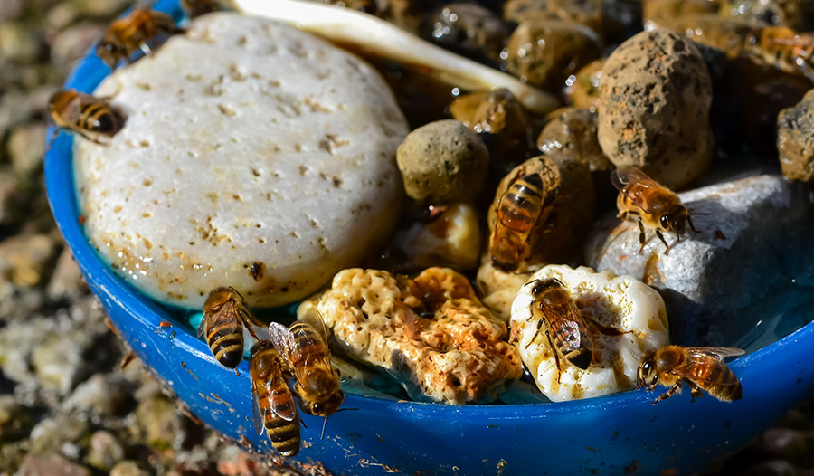 Kairos Community Trust bees