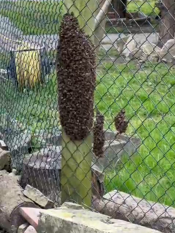 Kairos bees Easter swarm-1