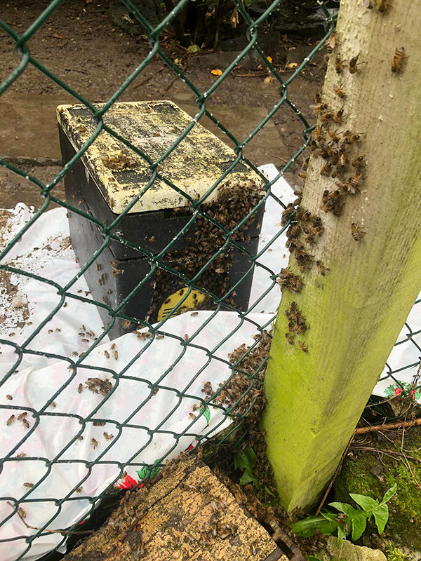 Kairos bees Easter swarm-3