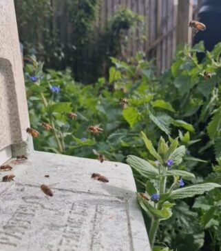 Forager bees returning with full pollen pockets. Green alkanet is visible in the background.