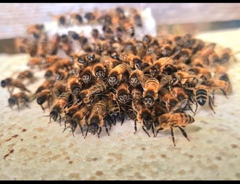 wBees bearding