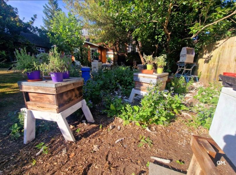 wNucs in garden at Bee HQ
