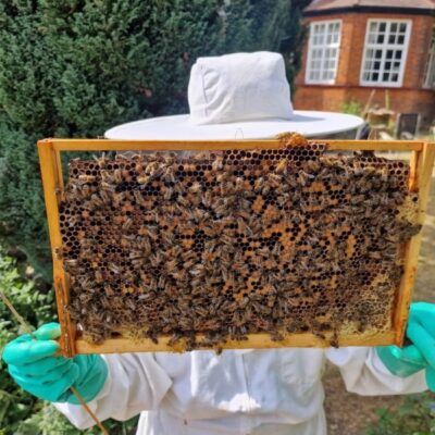 wVolunteer with bee-filled frame wVolunteer with bee-filled frame
