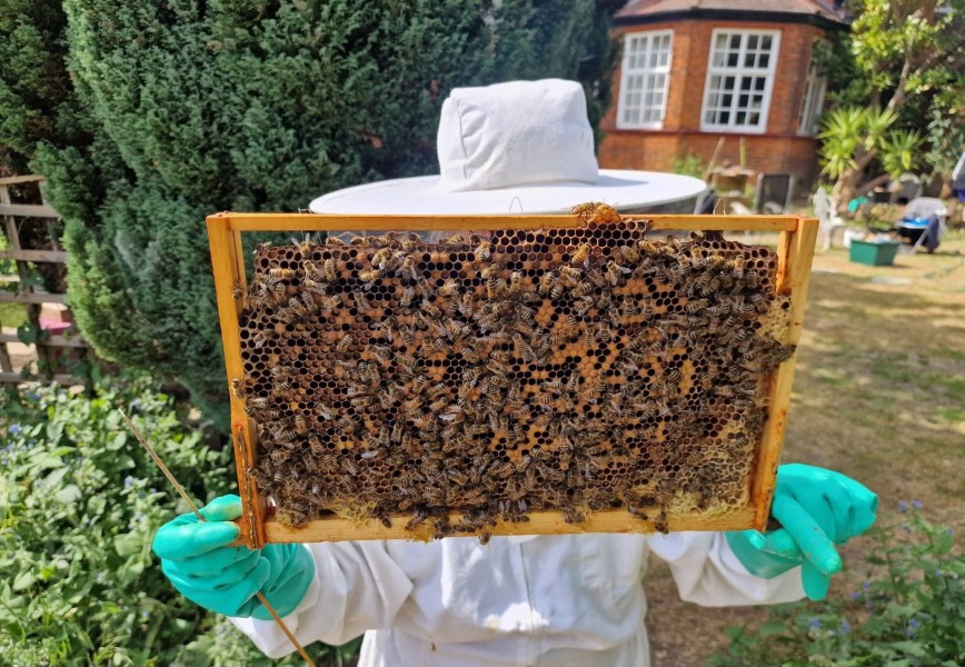 wVolunteer with bee-filled frame