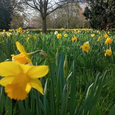 wDaffodils at HCP square