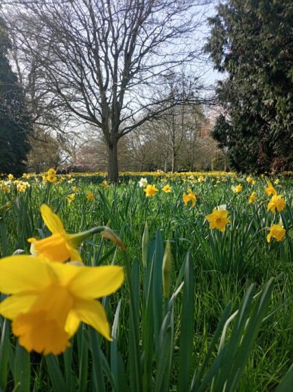 Spring daffodils at Hampton Court Palace. This photo was taken during Linden Grove's recent visit