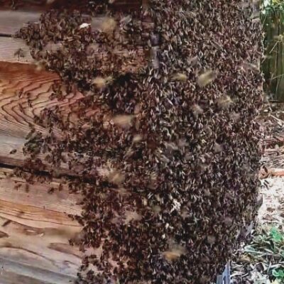 wBee swarm - hive